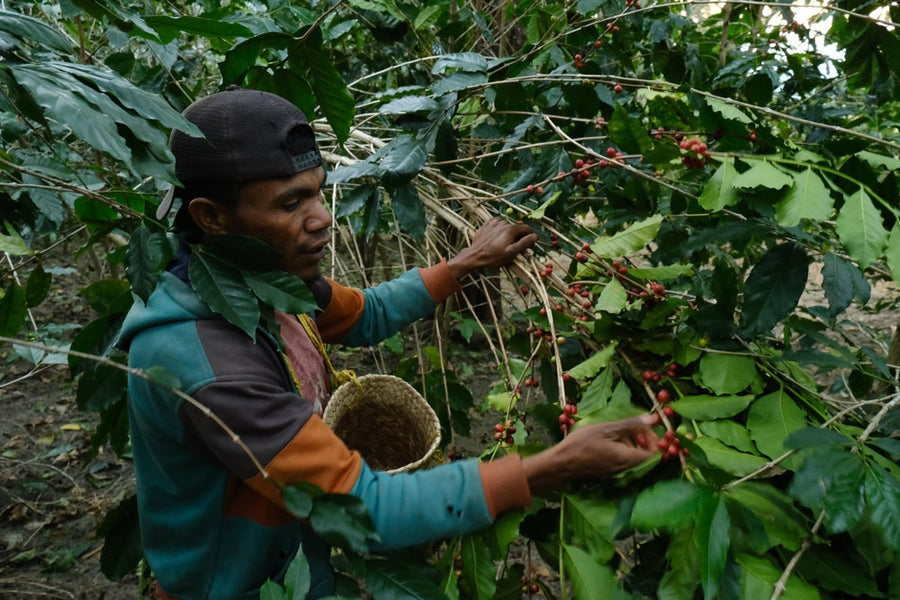 Best-Coffee-Beans-Rusty-Dog-Coffee-Roaster-East-Timor-1