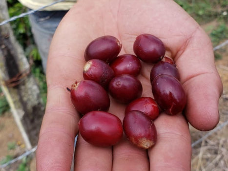 Colombia-Pacamara-Light-Roast-coffee-beans-Special-Release-rusty-dog-coffee