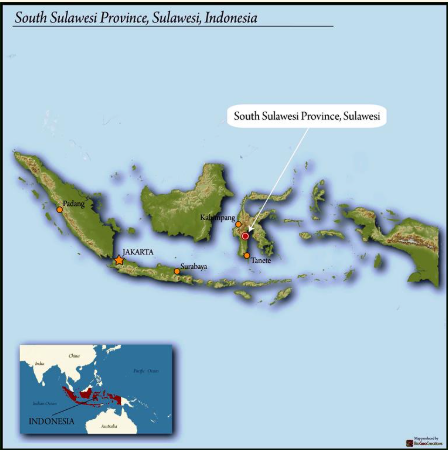 Sulawesi Bolokan, Light Roast - Special Release - Organic