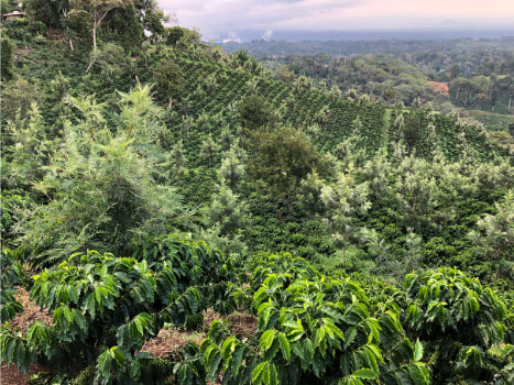 mexico-chiapas-coffee-beans-rusty-dog-madison-wi