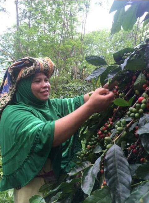 Sumatra-Arisarina-coffee-madison-WI